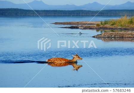 Wild sika deer entering the lake 57683246