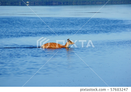Wild sika deer entering the lake 57683247