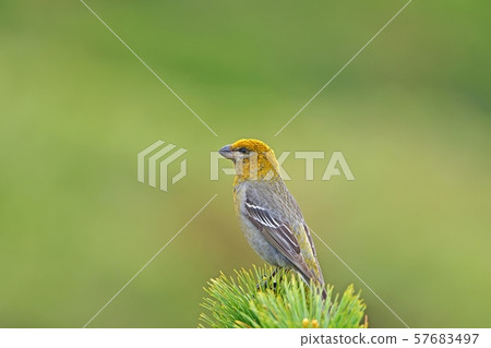 Ginzan Machikomes在北海道的大松樹@Daisetsuzan放鬆身心 57683497