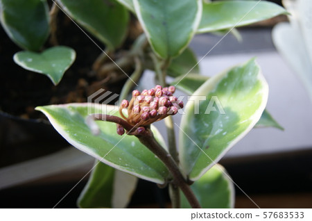 Sakuraran Sakai 57683533