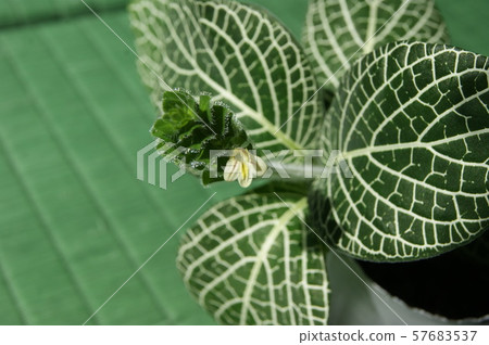 Fit near yellow flower 57683537