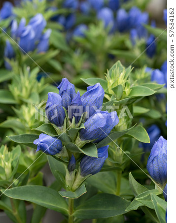 Lindo Iwate Maiden 57684162