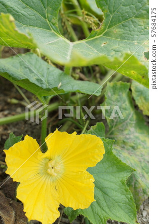 Fuyuki flower Fuyuki flower 57684175