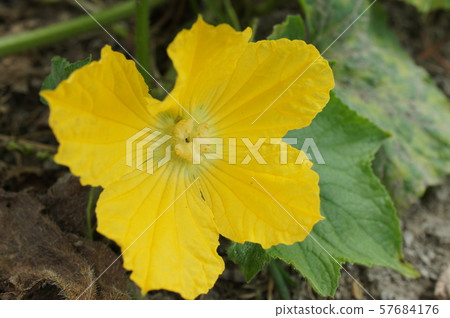 Fuyuki flower 57684176