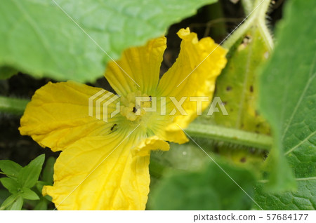 Fuyuki flower 57684177