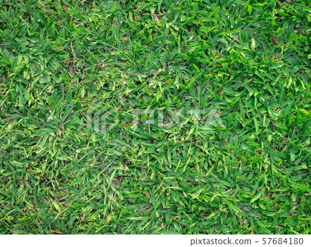 top view of fresh green glass with copy space 57684180