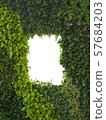 abstract green foliage or leaves wall and white 57684203