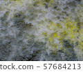 close up texture of growing bread mold (Rhizopus). 57684213