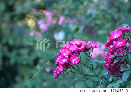 愛的象徵 57685343