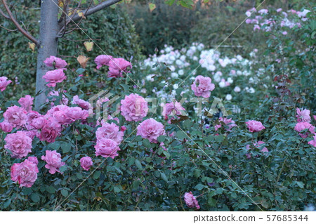 愛的象徵 57685344