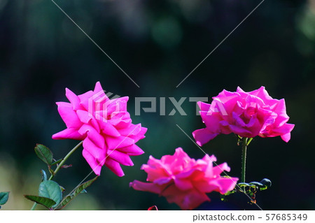 Symbol of love Symbol of love 57685349