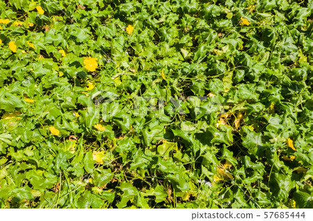 farm of loofah with yellow flowers 57685444