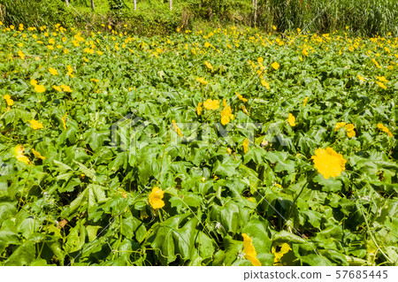 farm of loofah with yellow flowers 57685445