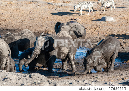 Close-up of a large herd of Elephants Bathing an Drinking in a waterhole 57686515
