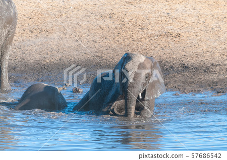 A young African Elephant Bathing in a waterhole 57686542