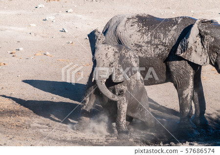 Close up of a Herd of African Elephants Bathing and Drinking in a Waterhole 57686574