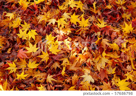 Red yellow autumn maple leaves vibrant season Red yellow autumn maple leaves vibrant season 57686798