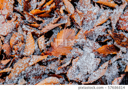 Dried leaves foliage white frozen snow in winter Dried leaves foliage white frozen snow in winter 57686814