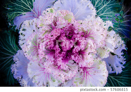 Ornamental cabbage or kale curly leaves purple 57686815