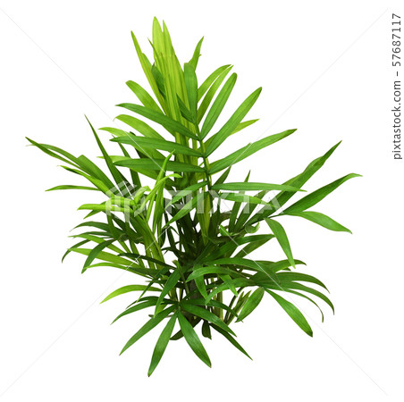 Green leaves of chameadorea palm 57687117