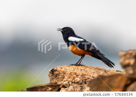 Mocking Cliff Chat in Ethiopia, Africa wildlife 57689334