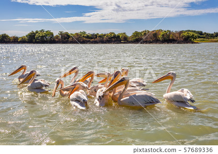 Great White Pelicans, Ethiopia, Africa wildlife Great White Pelicans, Ethiopia, Africa wildlife 57689336