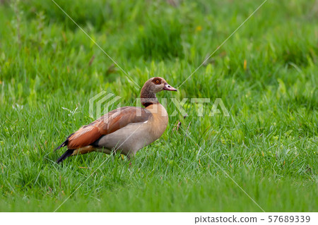 Egyptian Goose, Ethiopia wildlife 57689339
