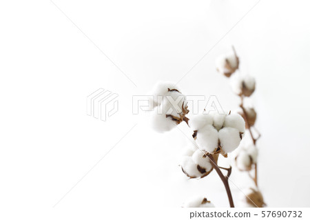 Cotton 57690732