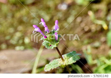 蒼白的紫色photokenosa盛開在三鷹中原 蒼白的紫色photokenosa盛開在三鷹中原 57691140