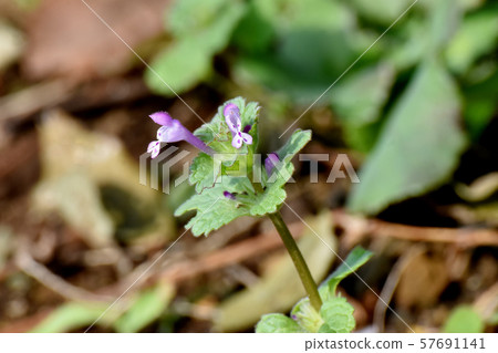 Pale purple photokenosa blooming in Mitaka Nakahara 57691141