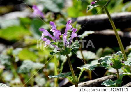 蒼白的紫色photokenosa盛開在三鷹中原 57691145