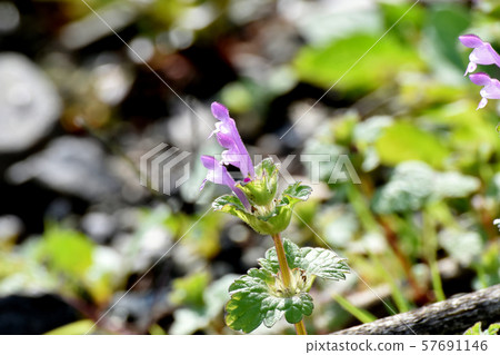 蒼白的紫色photokenosa盛開在三鷹中原 蒼白的紫色photokenosa盛開在三鷹中原 57691146