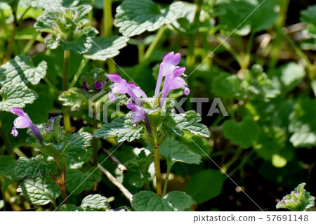 蒼白的紫色photokenosa盛開在三鷹中原 57691148