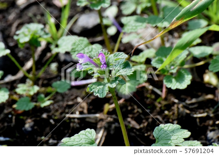 蒼白的紫色photokenosa盛開在三鷹中原 57691204