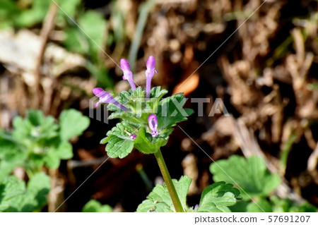 Pale purple photokenosa blooming in Mitaka Nakahara 57691207