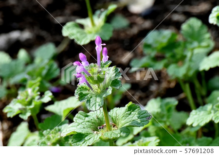 Pale purple photokenosa blooming in Mitaka Nakahara 57691208