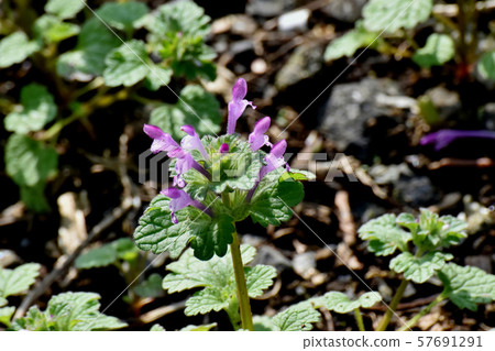 Pale purple photokenosa blooming in Mitaka Nakahara Pale purple photokenosa blooming in Mitaka Nakahara 57691291