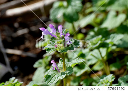 Pale purple photokenosa blooming in Mitaka Nakahara Pale purple photokenosa blooming in Mitaka Nakahara 57691292