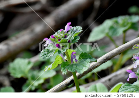 Pale purple photokenosa blooming in Mitaka Nakahara Pale purple photokenosa blooming in Mitaka Nakahara 57691293