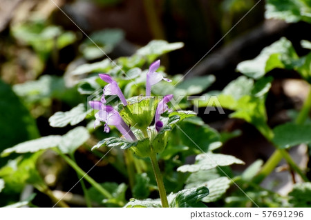 Pale purple photokenosa blooming in Mitaka Nakahara 57691296