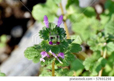 蒼白的紫色photokenosa盛開在三鷹中原 57691298