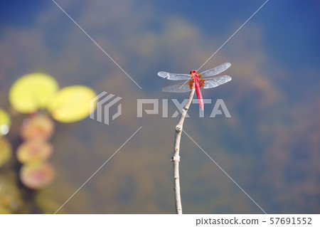 秋池1 57691552