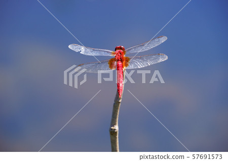 空中散步7 57691573