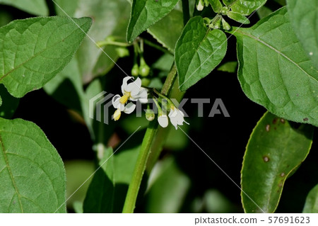 White dogwood flower blooming in Mitaka Nakahara White dogwood flower blooming in Mitaka Nakahara 57691623
