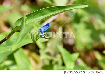 開花在三鷹中原的藍色Tsuyukusa花 開花在三鷹中原的藍色Tsuyukusa花 57691625