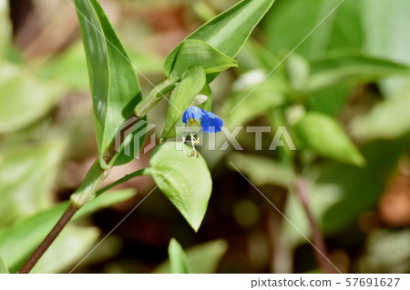 Blue Tsuyukusa Flower Blooming in Mitaka Nakahara 57691627