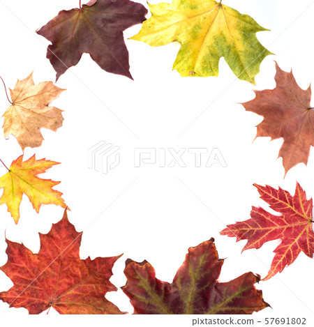 Autumn maple leaves in a circle on a white background. 57691802