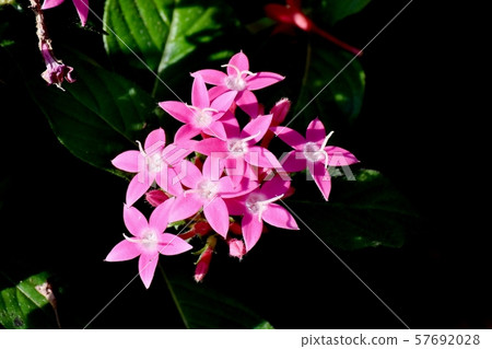 開花在三鷹中原的桃紅色pentas 開花在三鷹中原的桃紅色pentas 57692028