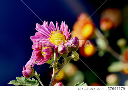 Pink chrysanthemum flower blooming in Mitaka Nakahara 57692679