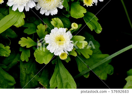 White kogiku blooming in Mitaka Nakahara White kogiku blooming in Mitaka Nakahara 57692683